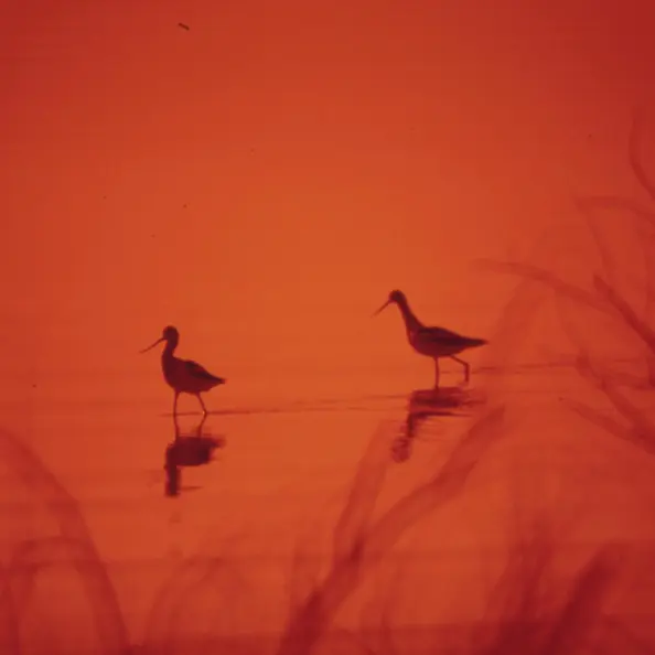 Birds on a lake.